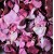 Purple Mix 
